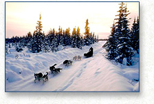 Sled Team at Sunset