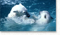 Bears Playing in Water