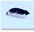 Penguin Sliding on Snow